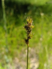 Carex siccata