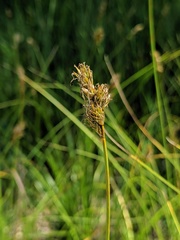 Carex siccata