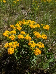 Lithospermum caroliniense