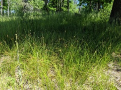 Carex siccata