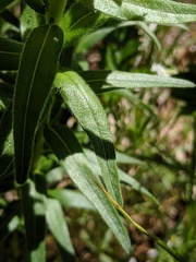 Lithospermum caroliniense