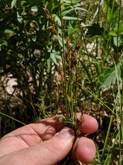 Carex siccata