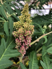 Rhus typhina