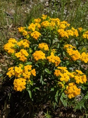 Lithospermum caroliniense