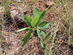 Baptisia cinerea