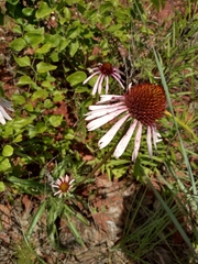 Echinacea pallida