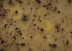 Podostictina pickeringii