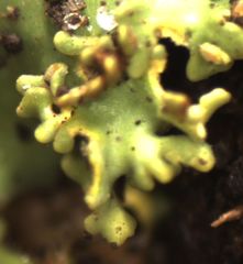 Podostictina pickeringii