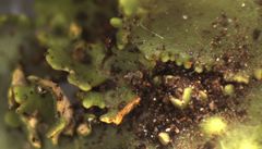 Podostictina pickeringii