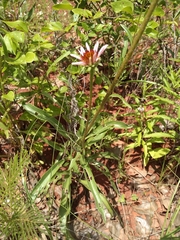 Echinacea pallida