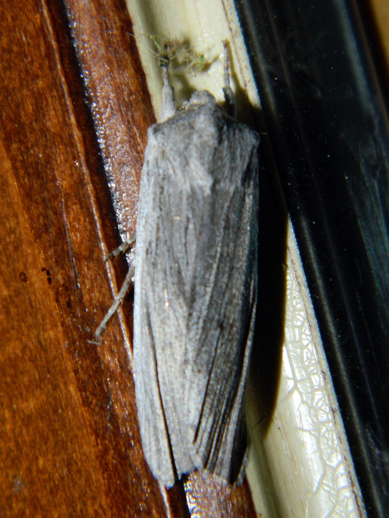Hoary Pinion