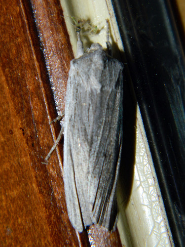 Hoary Pinion
