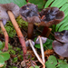 Phaeocollybia lilacifolia - Photo (c) noah_siegel, some rights reserved (CC BY-NC-SA), uploaded by noah_siegel