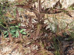 Aureolaria pectinata