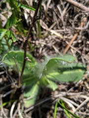 Hieracium longipilum