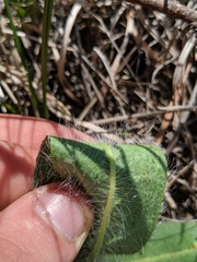 Hieracium longipilum