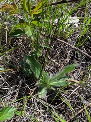 Hieracium longipilum