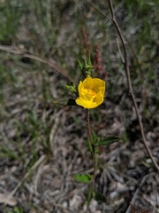 Crocanthemum canadense