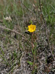 Crocanthemum canadense