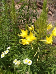 Oenothera rhombipetala