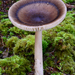 Amanita pachycolea - Photo (c) noah_siegel, osa oikeuksista pidätetään (CC BY-NC-SA), lähettänyt noah_siegel