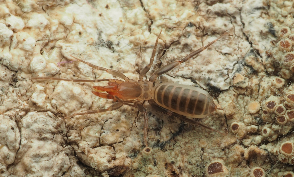 Julattenius cooloola