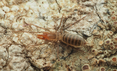 Julattenius cooloola