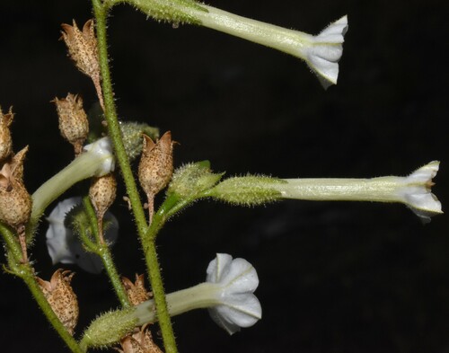 Image of Nicotiana attenuata by (c) Gabriel Campbell-Martinez, some rights reserved (CC BY)