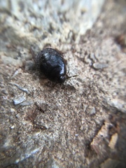 Insecta