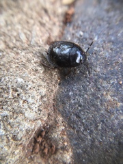 Insecta