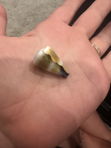 Conus flavidus, 2024-08-05