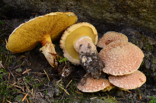 Western Painted Suillus
