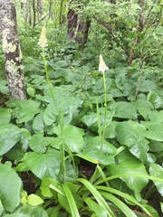 Melanthieae
