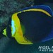 Scribbled Angelfish - Photo (c) Nigel Marsh, some rights reserved (CC BY-NC), uploaded by Nigel Marsh