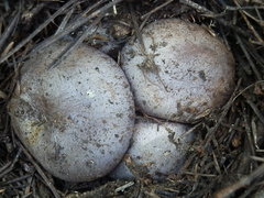 Cortinarius subolivascens