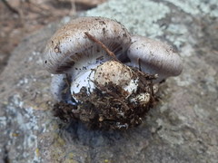 Cortinarius subolivascens