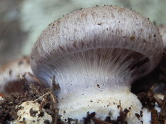 Cortinarius subolivascens