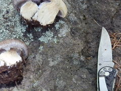 Cortinarius subolivascens