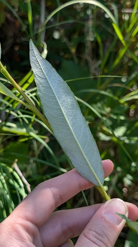 Image of Salix drummondiana by (c) Katherine Baird, some rights reserved (CC BY)