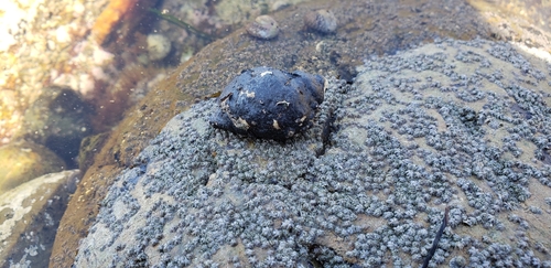 Nucella emarginata