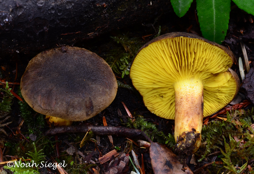 Phylloporus arenicola
