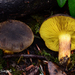 Phylloporus arenicola - Photo (c) noah_siegel,  זכויות יוצרים חלקיות (CC BY-NC-SA), הועלה על ידי noah_siegel