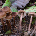 Inocybe - Photo (c) noah_siegel, μερικά δικαιώματα διατηρούνται (CC BY-NC-SA), uploaded by noah_siegel