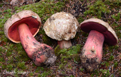 Rubroboletus pulcherrimus (Thiers & Halling) D.Arora, N.Siegel & J.L.Frank