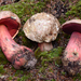 Rubroboletus pulcherrimus - Photo (c) noah_siegel, osa oikeuksista pidätetään (CC BY-NC-SA), lähettänyt noah_siegel