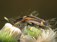 Conoderus malleatus