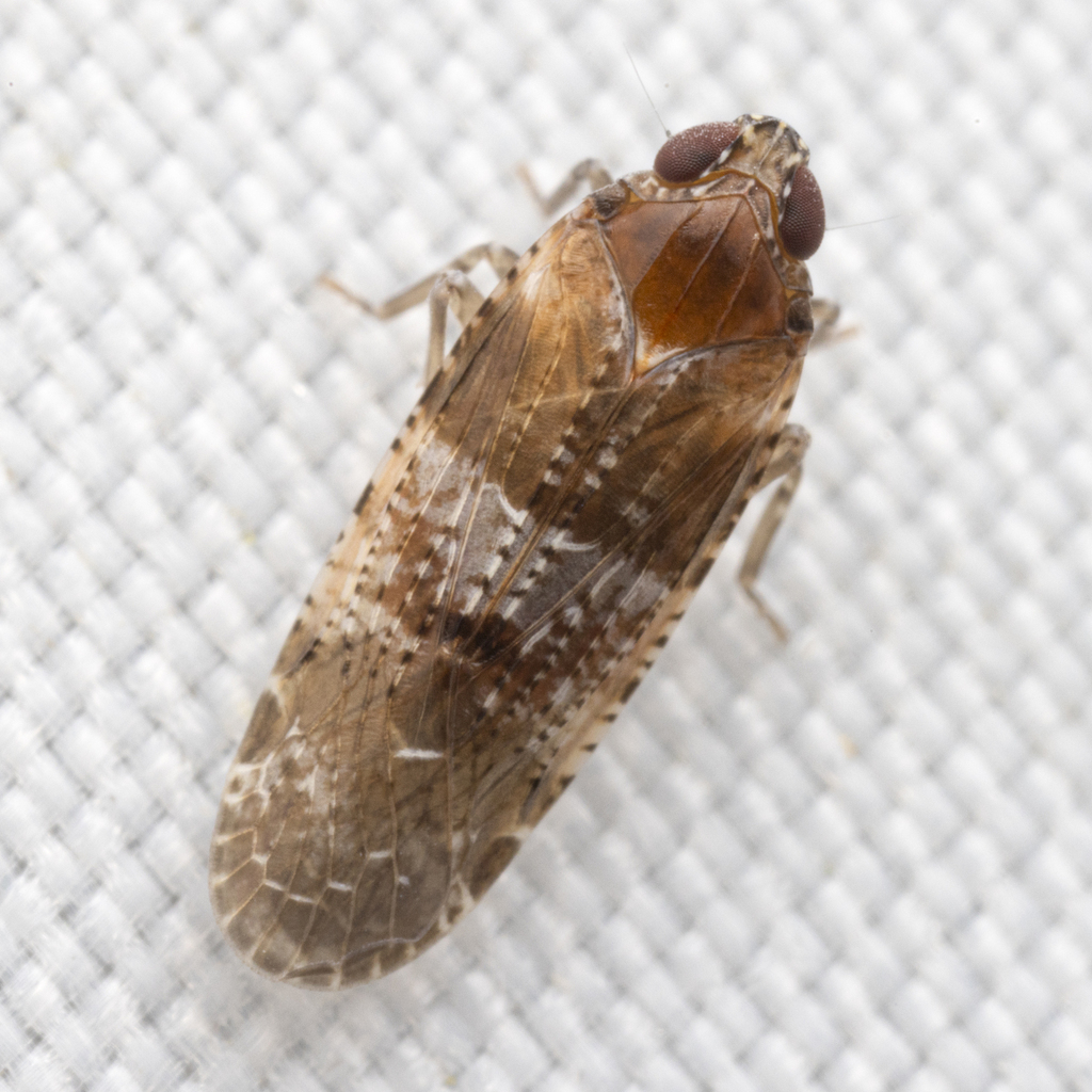 Catonia picta