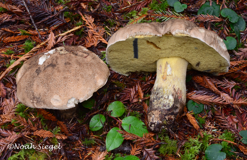 Caloboletus conifericola Vizzini