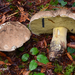 Dark Bitter Bolete - Photo (c) noah_siegel, some rights reserved (CC BY-NC-SA), uploaded by noah_siegel