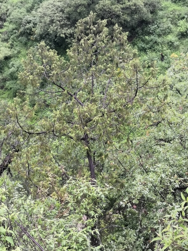 Puebla juniper (Juniperus poblana)